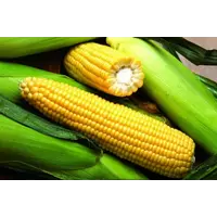 Продам посевной материал подсолнечника, кукурузы. Урожай 2015.